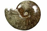 Polished, Agatized Ammonite (Cleoniceras) - Madagascar #138561-1